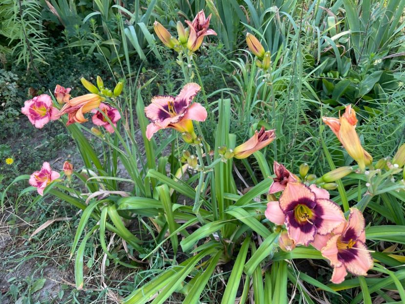  - 0009 Hemerocalisi 2023 - 2024 -2025