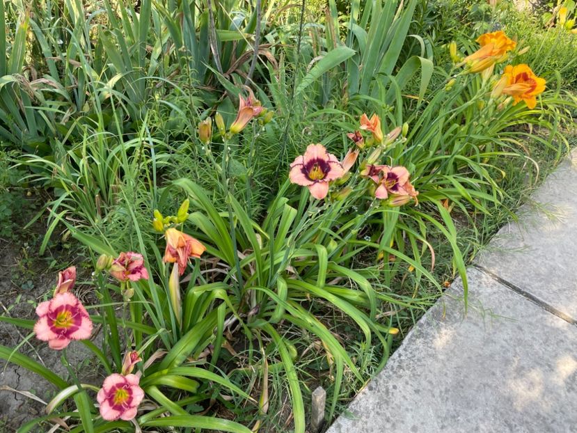  - 0009 Hemerocalisi 2023 - 2024 -2025