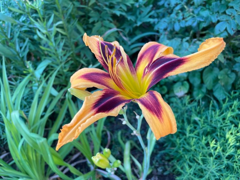  - 0009 Hemerocalisi 2023 - 2024 -2025