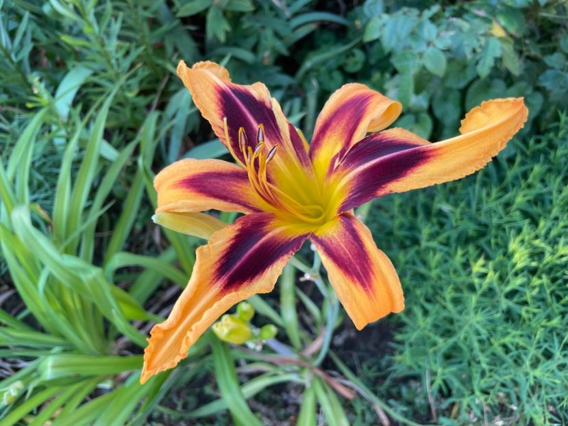  - 0009 Hemerocalisi 2023 - 2024 -2025