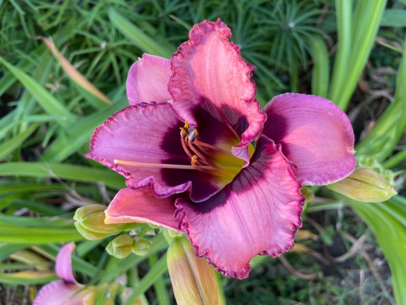  - 0009 Hemerocalisi 2023 - 2024 -2025