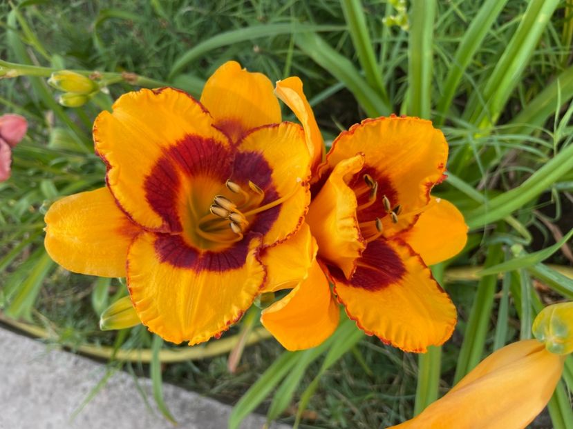  - 0009 Hemerocalisi 2023 - 2024 -2025