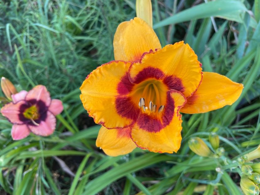  - 0009 Hemerocalisi 2023 - 2024 -2025