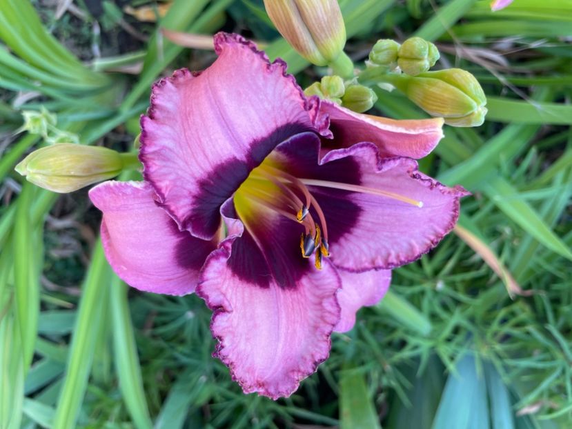  - 0009 Hemerocalisi 2023 - 2024 -2025