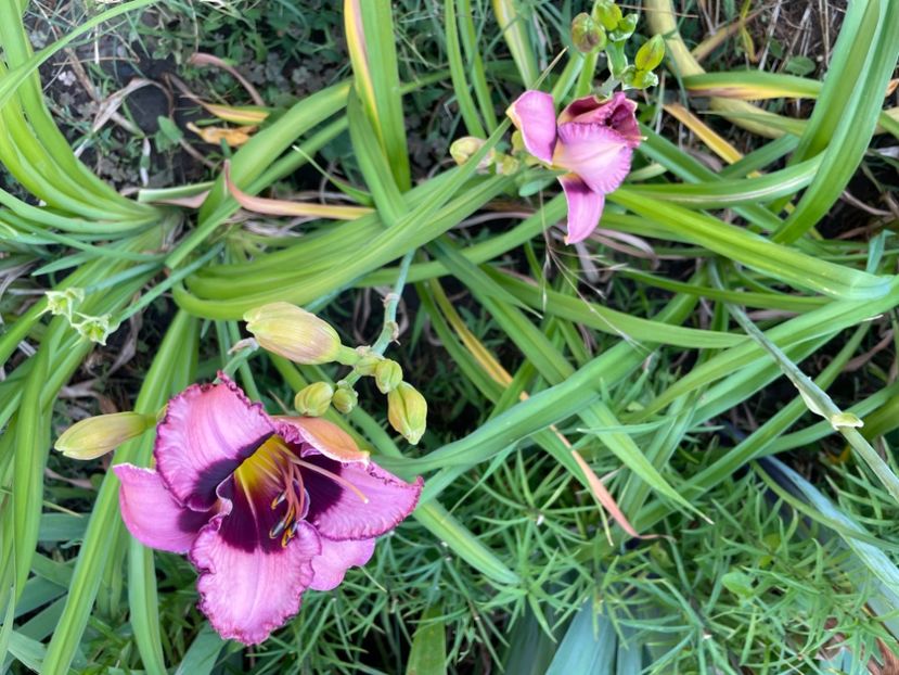  - 0009 Hemerocalisi 2023 - 2024 -2025