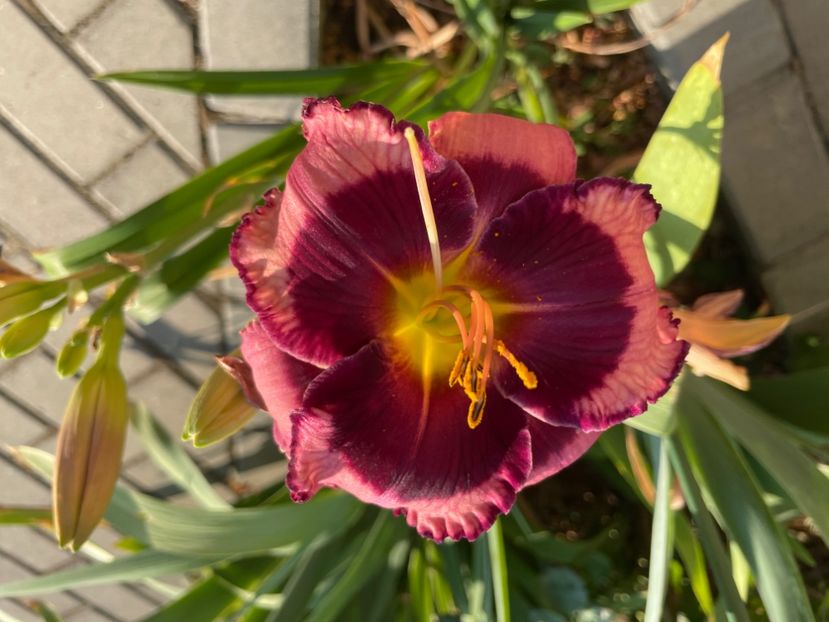  - 0009 Hemerocalisi 2023 - 2024 -2025