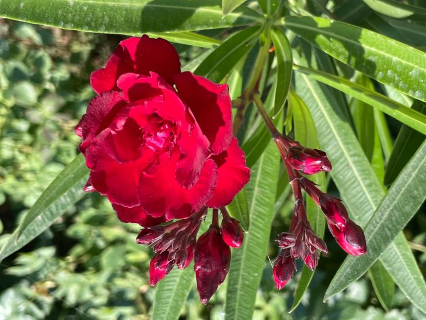  - 0006 - Leandri 2023-2024-2025