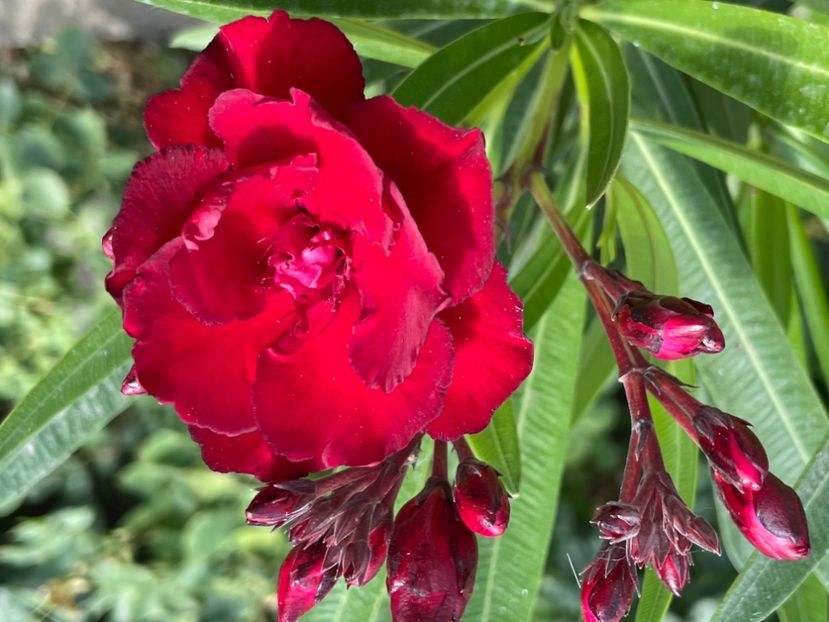  - 0006 - Leandri 2023-2024-2025