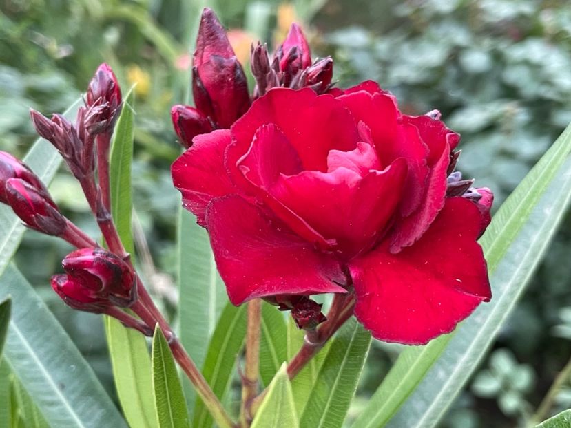  - 0006 - Leandri 2023-2024-2025