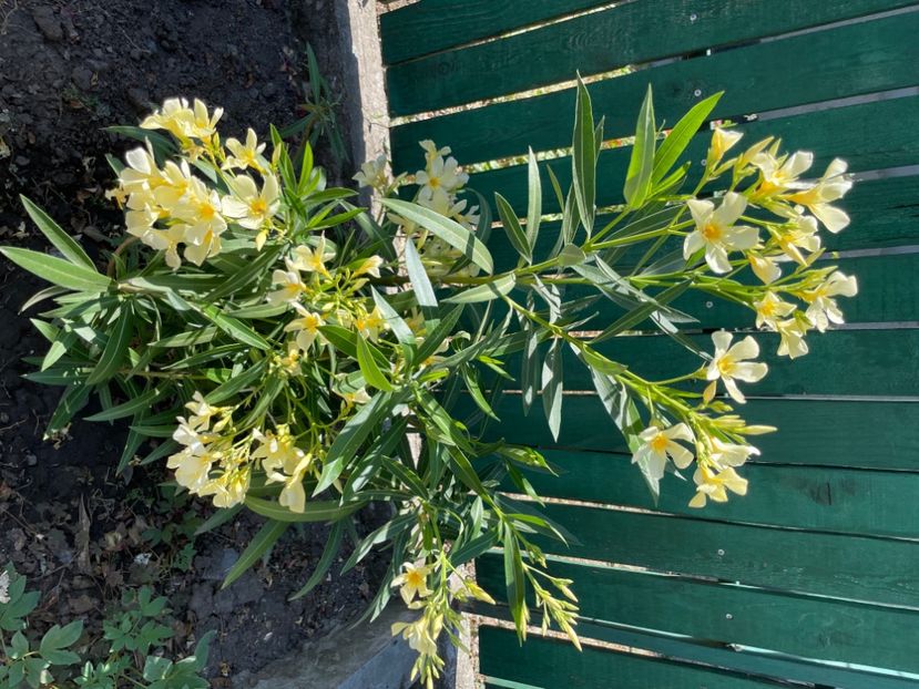  - 0006 - Leandri 2023-2024-2025