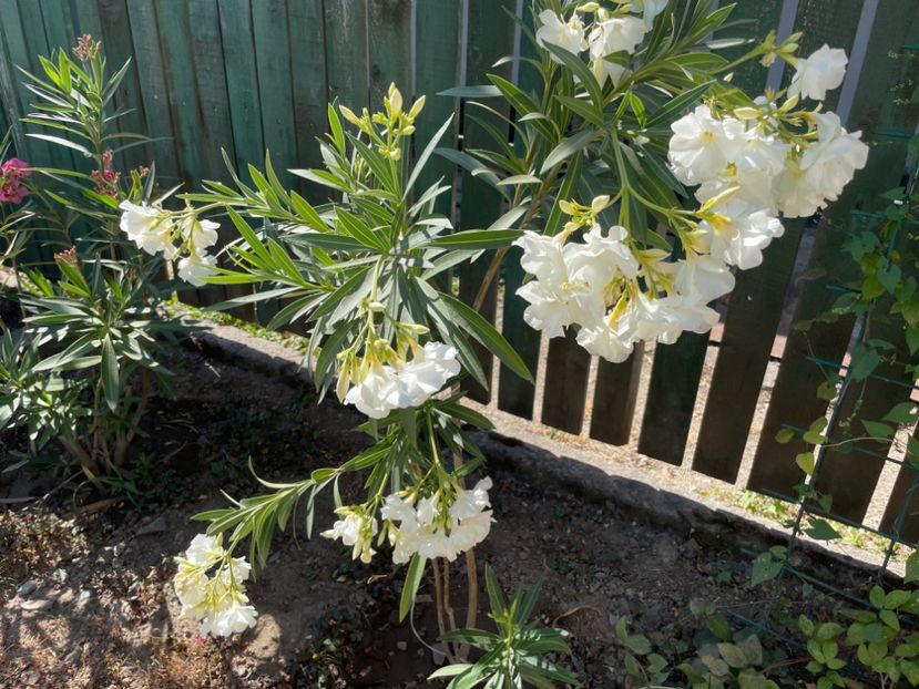  - 0006 - Leandri 2023-2024-2025