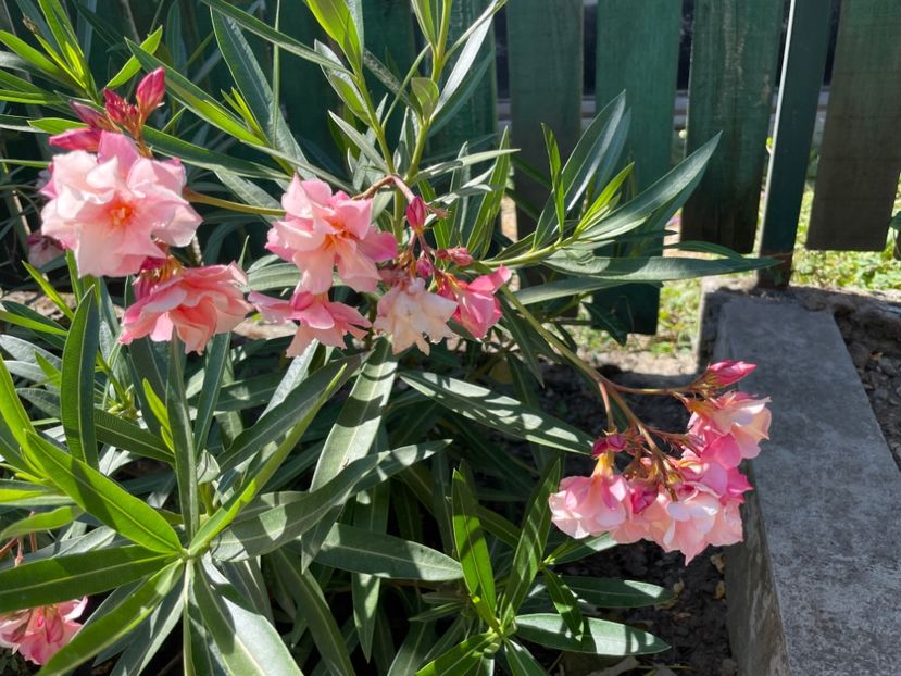  - 0006 - Leandri 2023-2024-2025