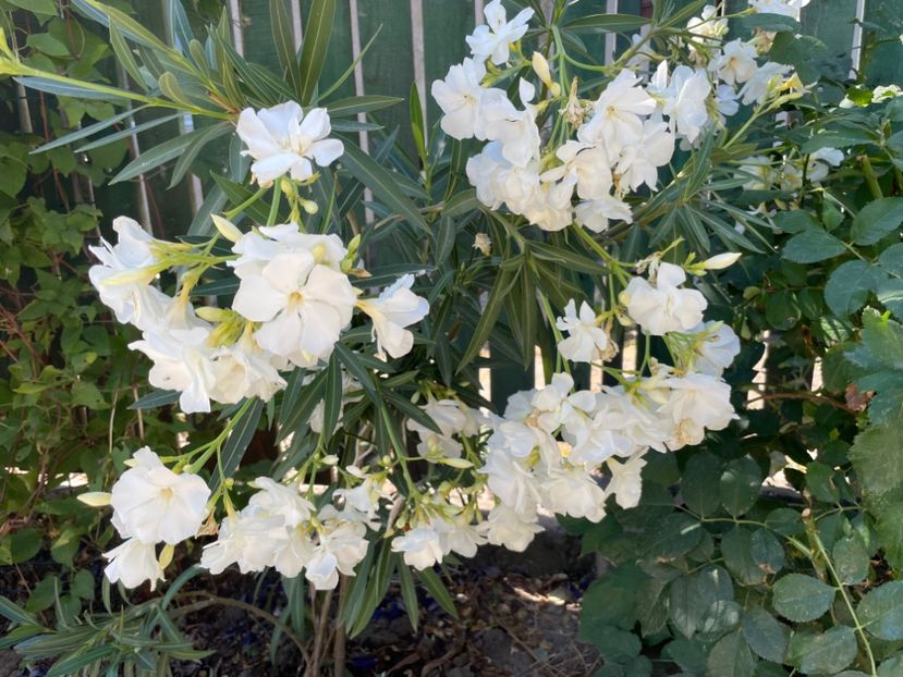  - 0006 - Leandri 2023-2024-2025