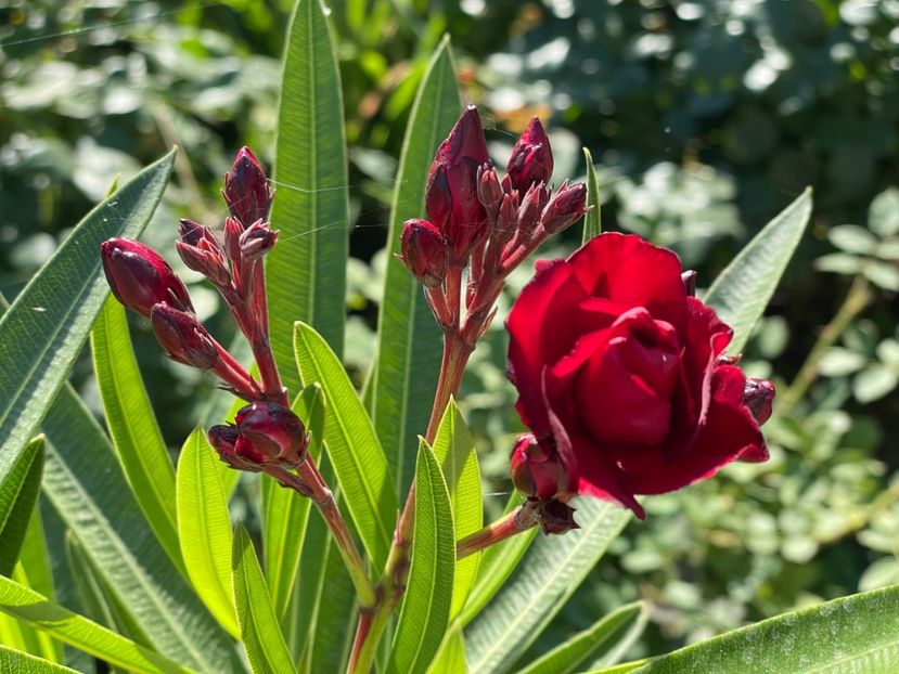  - 0006 - Leandri 2023-2024-2025