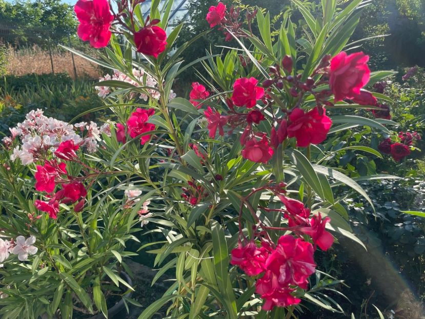  - 0006 - Leandri 2023-2024-2025