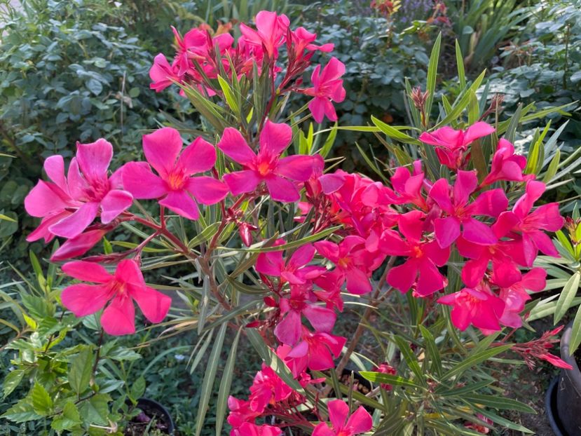  - 0006 - Leandri 2023-2024-2025