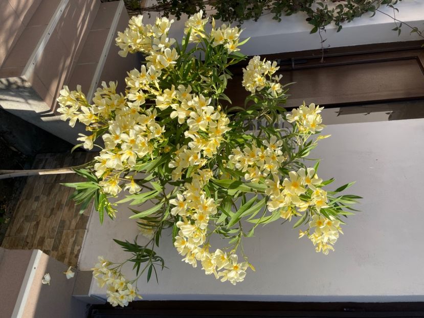  - 0006 - Leandri 2023-2024-2025