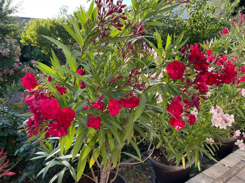  - 0006 - Leandri 2023-2024-2025