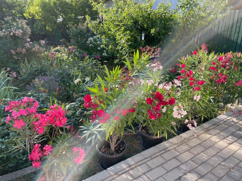  - 0006 - Leandri 2023-2024-2025