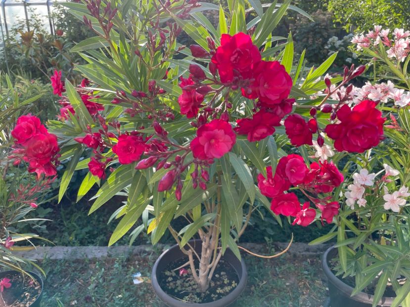  - 0006 - Leandri 2023-2024-2025