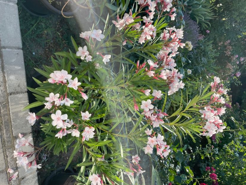  - 0006 - Leandri 2023-2024-2025