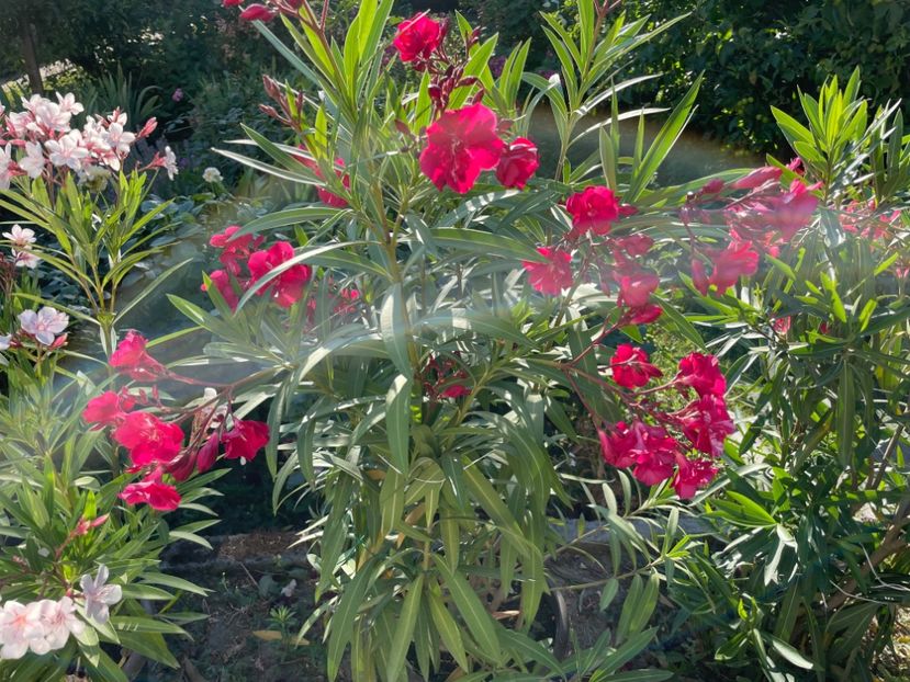  - 0006 - Leandri 2023-2024-2025