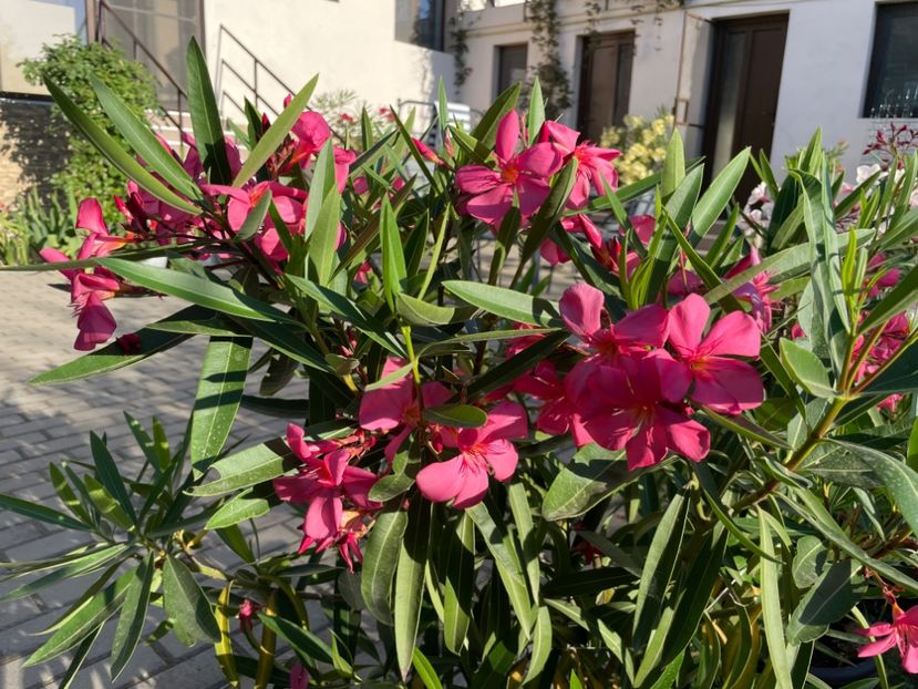  - 0006 - Leandri 2023-2024-2025