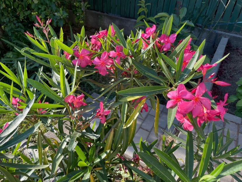  - 0006 - Leandri 2023-2024-2025