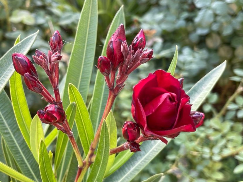  - 0006 - Leandri 2023-2024-2025