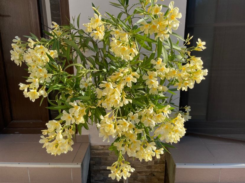  - 0006 - Leandri 2023-2024-2025