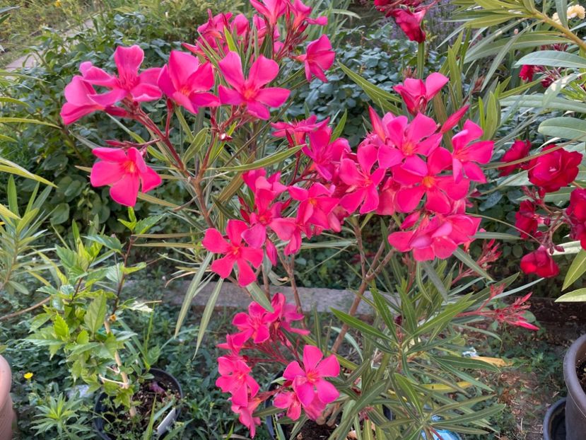  - 0006 - Leandri 2023-2024-2025