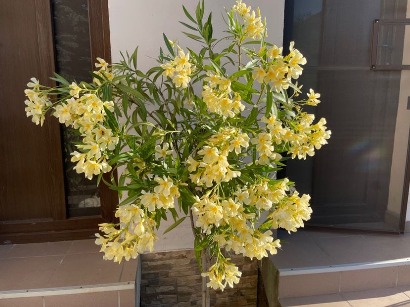  - 0006 - Leandri 2023-2024-2025