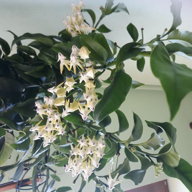 Iulie 2025 - Multiflora