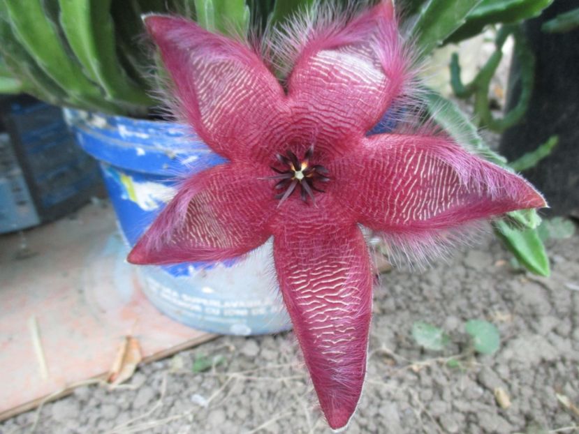 Stapelia hirsuta - Steaua serifului