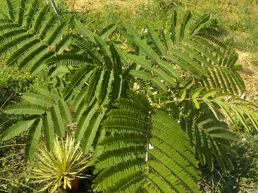  - albitzia jullibisprinum