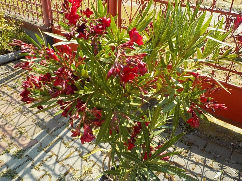  - hegies szirmus nr 63