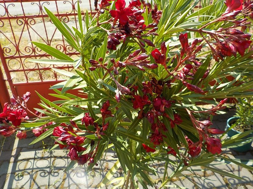  - hegies szirmus nr 63