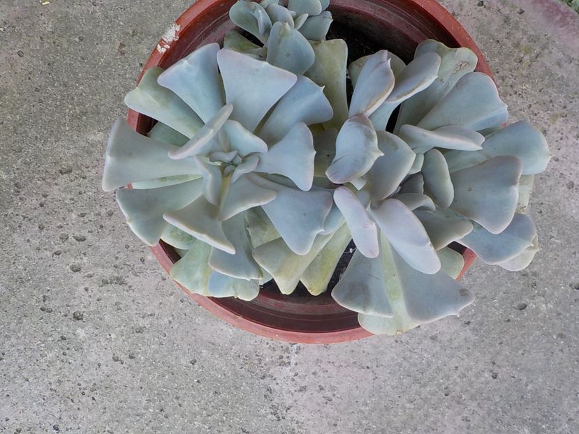  - echeveria cubic frost