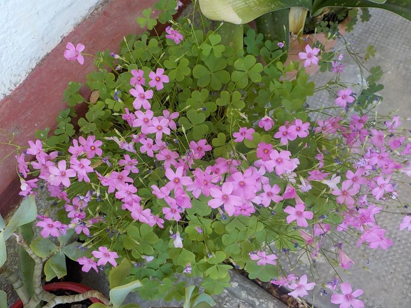  - oxalis rubra