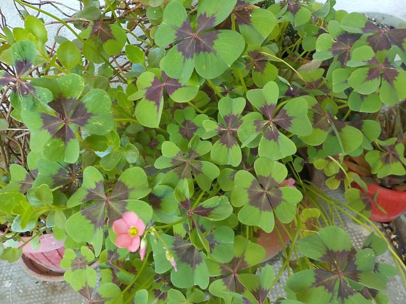 - oxalis iron cross