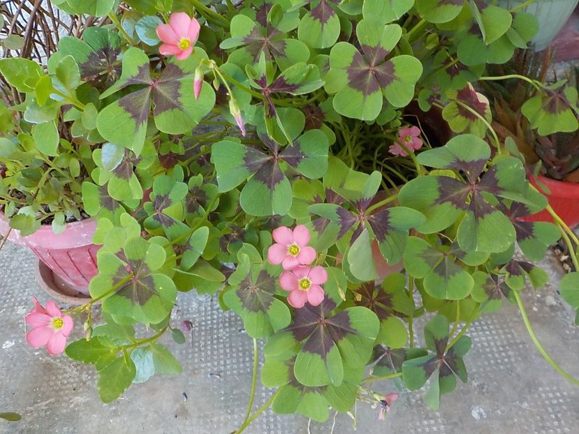  - oxalis iron cross