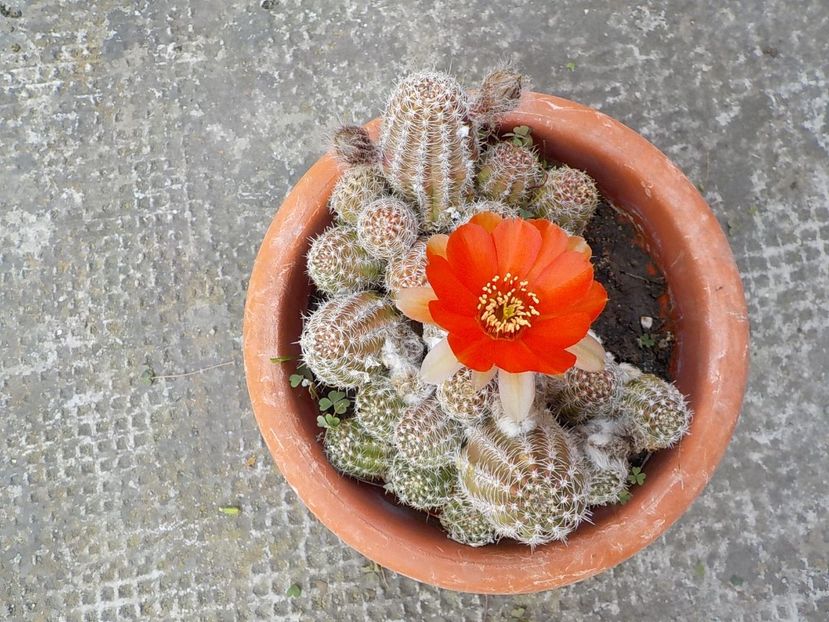  - chamacereus hibrid