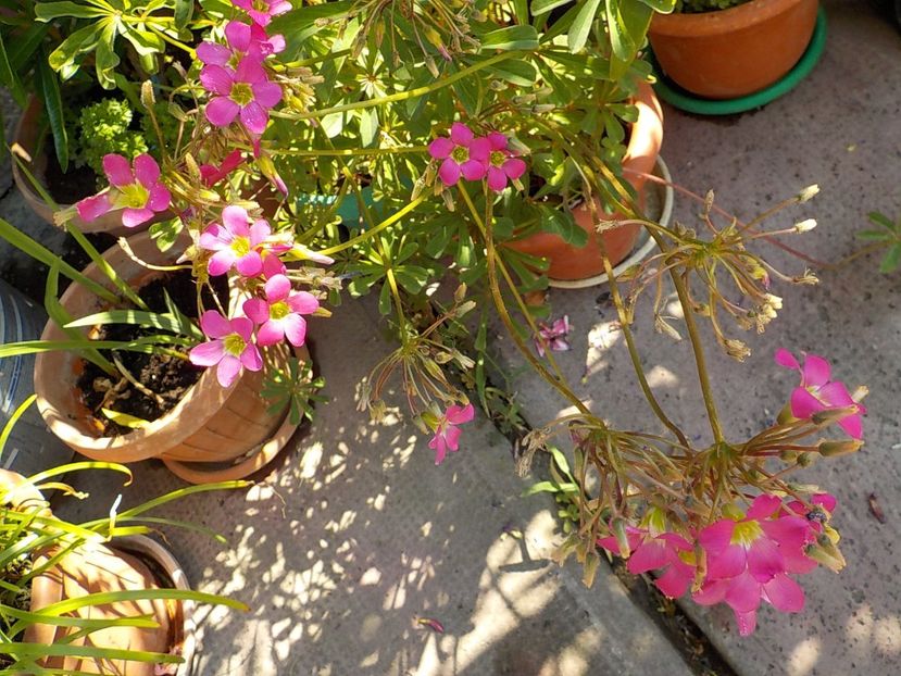  - oxalis adenophylla