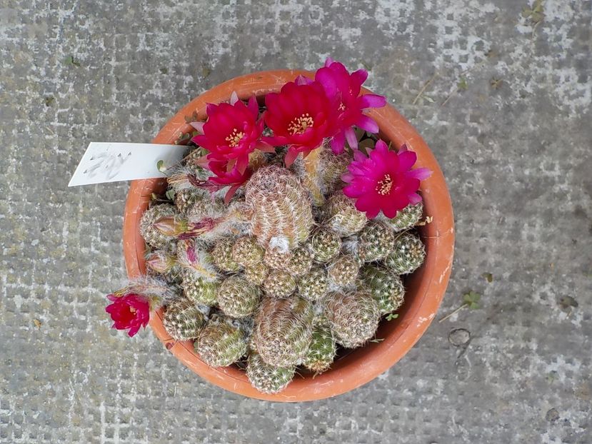  - chamacereus hibrid