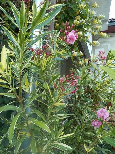  - variegat nr 24