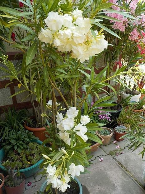  - mont blanc leandru nr 22