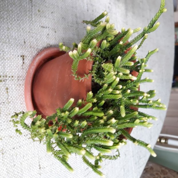 Crassula muscosa Cactusul fermoar înflorit iulie 2025 - CACTUSI SI SUCULENTE