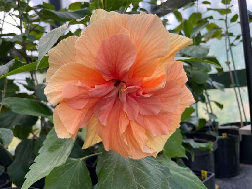  - Clasici - Apricot Dublu și Alb Dublu