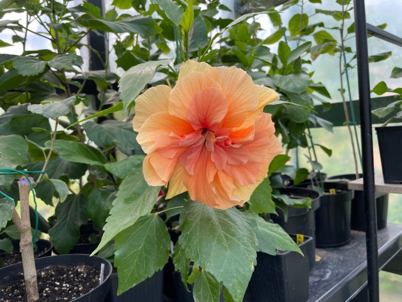  - Clasici - Apricot Dublu și Alb Dublu