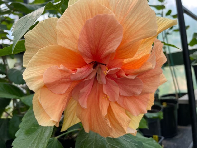  - Clasici - Apricot Dublu și Alb Dublu